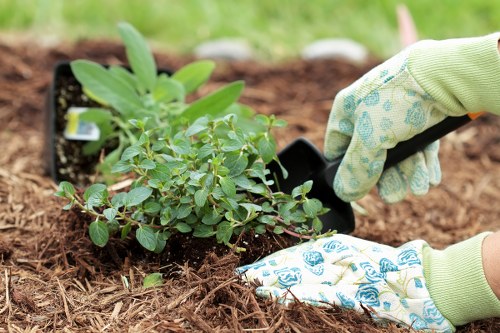 Transparent pricing for tree surgery in Muswellhill