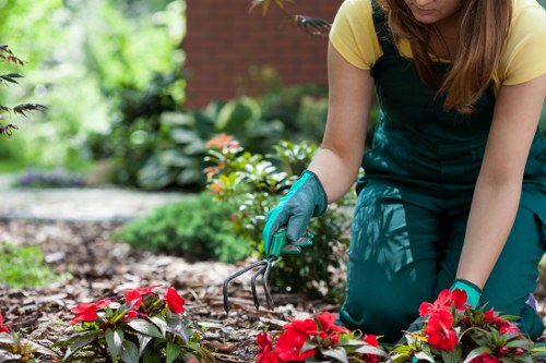 Examples of tree surgery jobs for local properties and streets